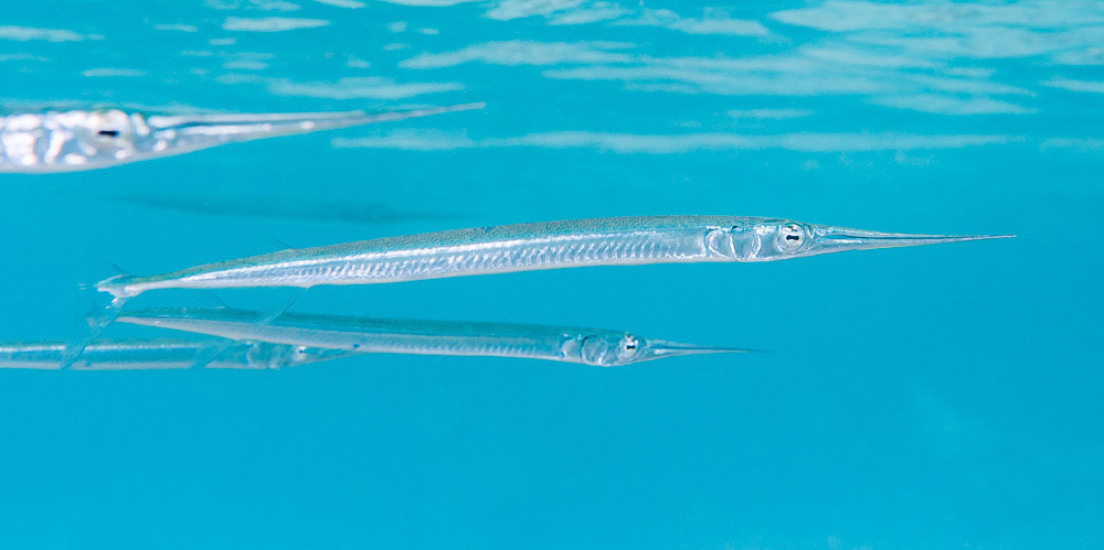 Keeltail Needlefish